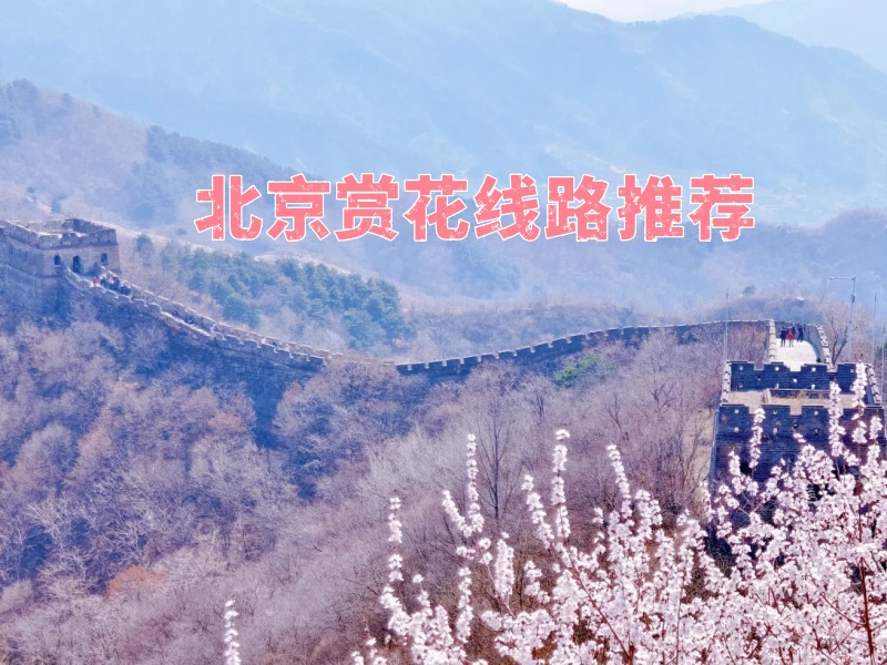北京赏花路线推荐